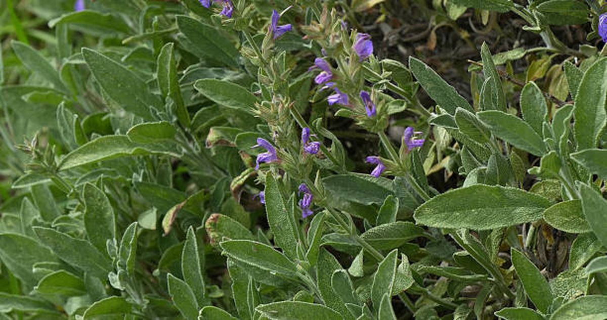 La salvia llenará de belleza tu jardín. La salvia llenará de belleza tu jardín.
