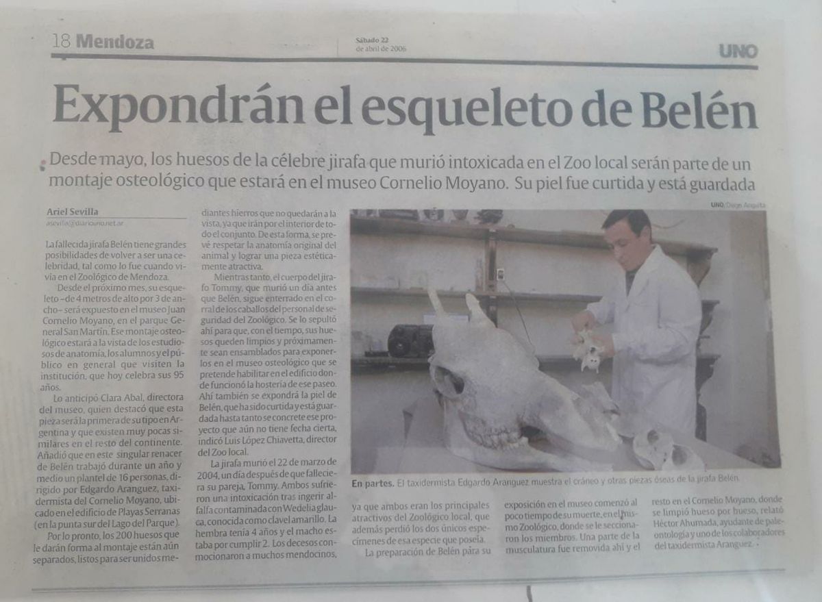 Cuando Diario UNO anunció que había comenzado el proceso de reconstrucción del esqueleto de la jirafa.