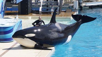Seaworld debe pagar U$D 5 millones por engañar a sus inversores