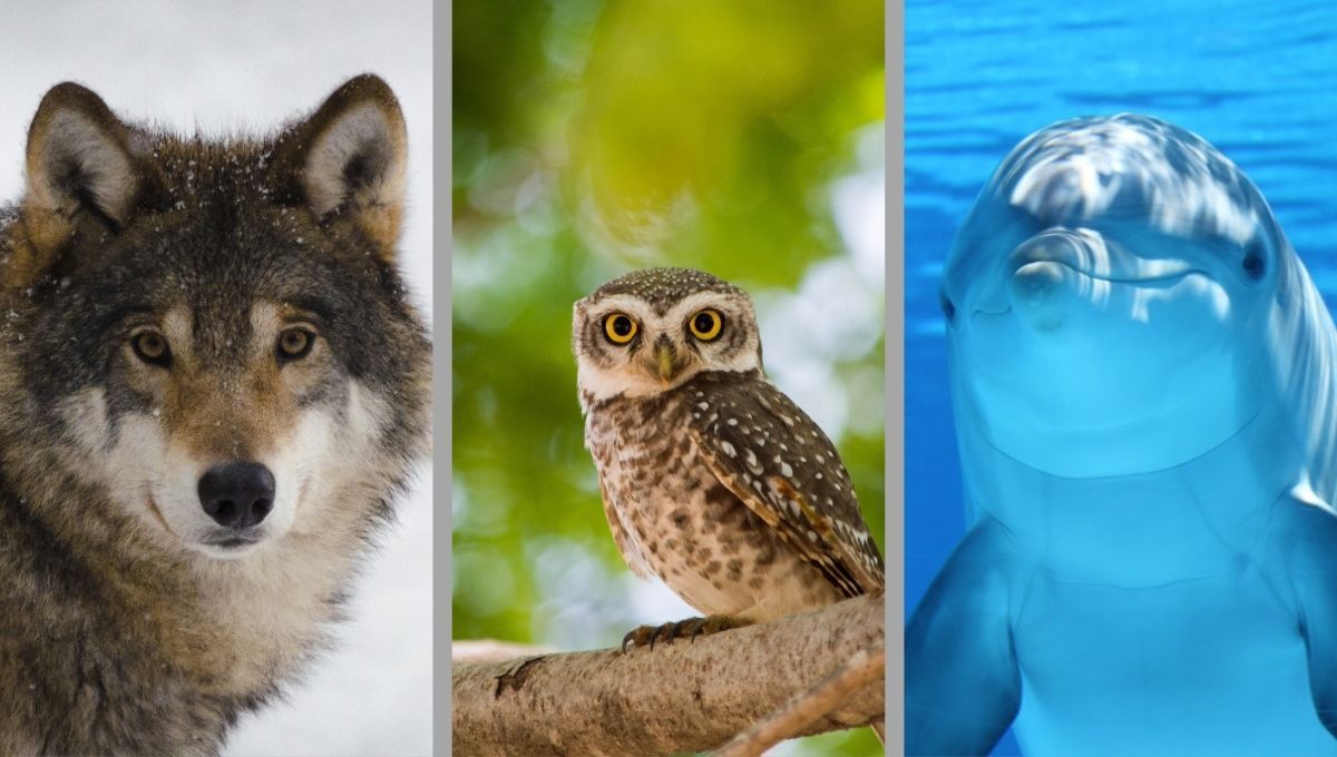 Test de personalidad: descubre como afrontas la vida según el animal que más llame tu atención