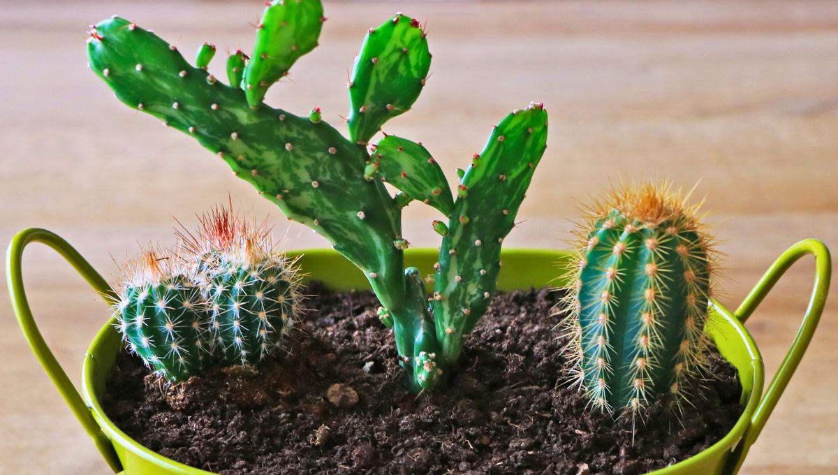 Las plantas de interior o exterior son el complemento perfecto para los ambientes internos o el jardín.
