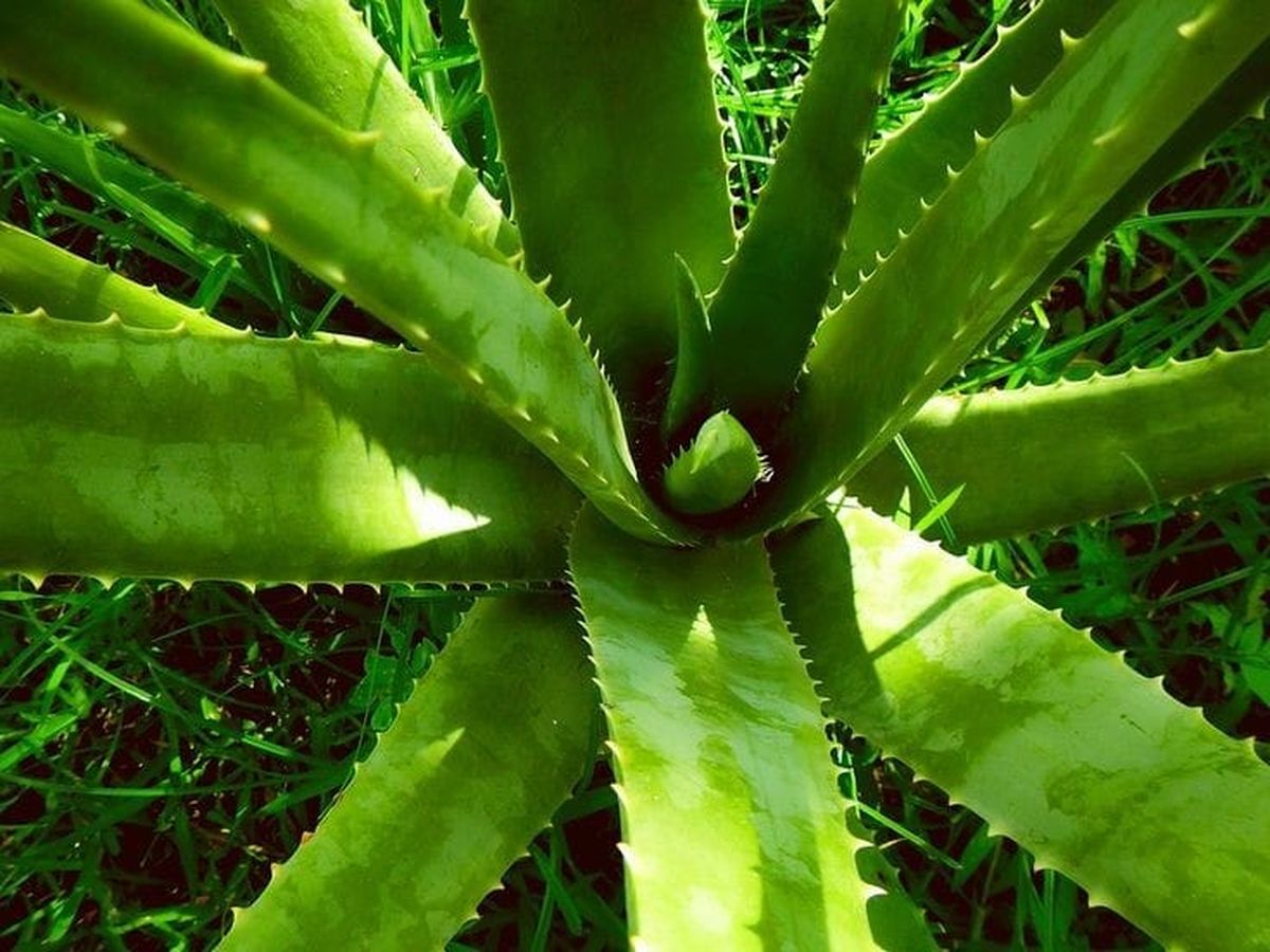 Aloe vera: por qué recomiendan colocar una cinta roja en la planta y para qué sirve Aloe vera: por qué recomiendan colocar una cinta roja en la planta y para qué sirve