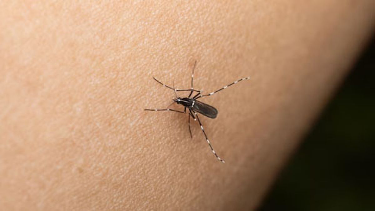 Mosquito Aedes aegypti, transmisor de dengue.