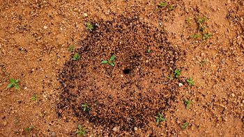 Si ves un hormiguero en el jardín de tu casa o cerca, te contamos qué significa según el Feng Shui Si ves un hormiguero en el jardín de tu casa o cerca, te contamos qué significa según el Feng Shui