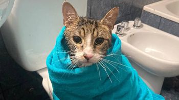 Un gatito teñido de blanco causó furor en Twitter con sus travesuras