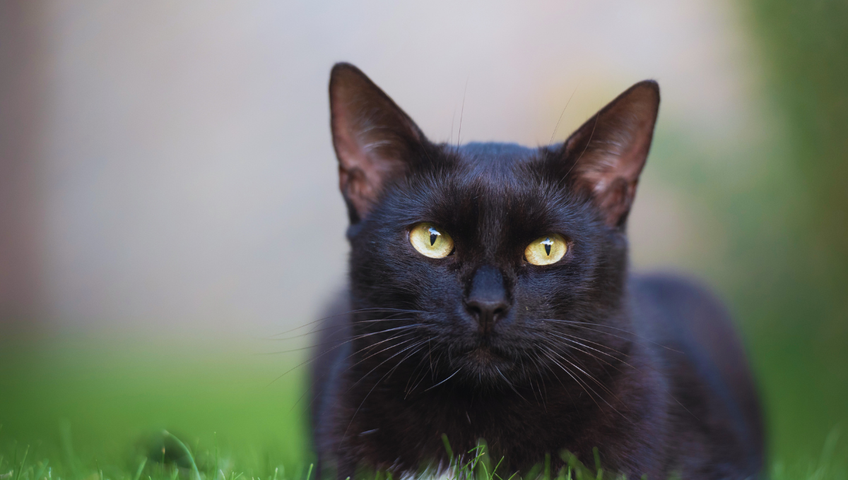 ¿Qué significa que un gato negro entre en tu casa?