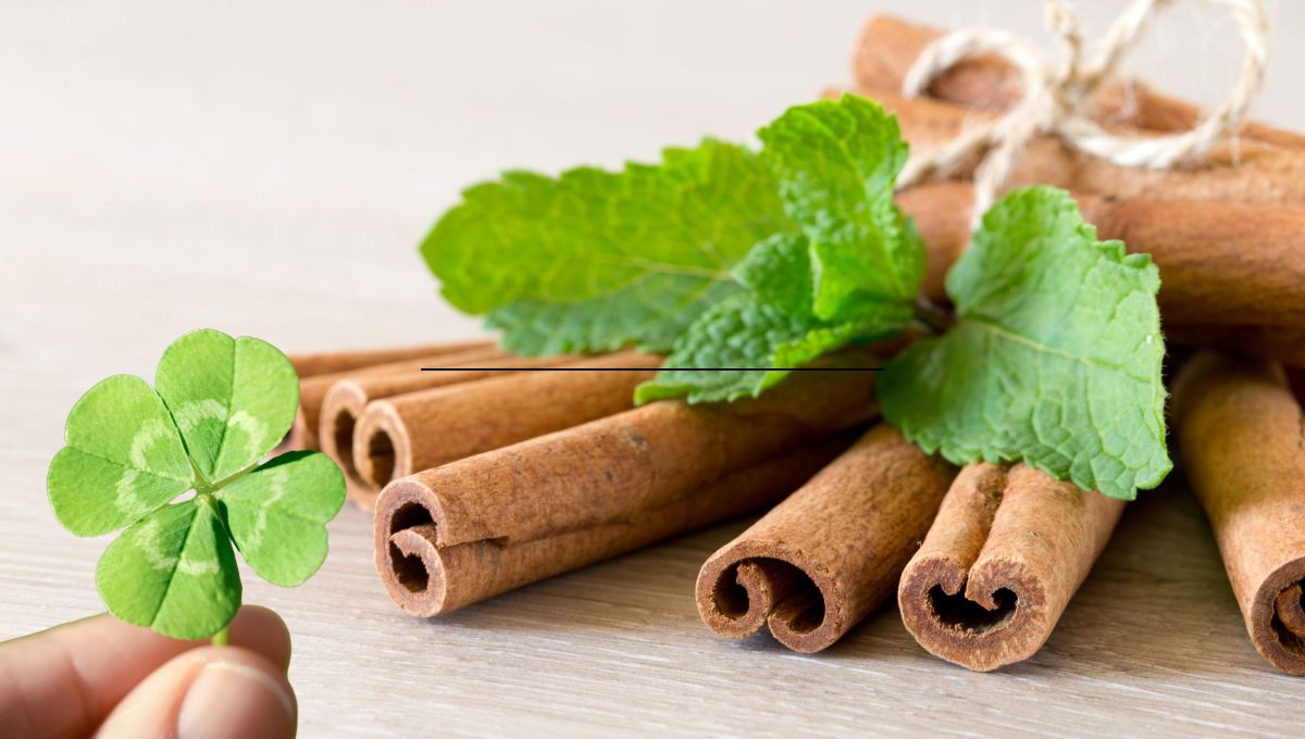 La canela es el amuleto de la suerte para hoy. La canela es el amuleto de la suerte para hoy.