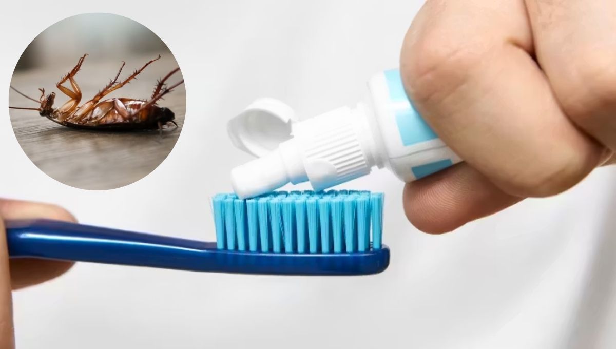 Cómo eliminar a las cucarachas de casa usando pasta de dientes: repelente casero efectivo