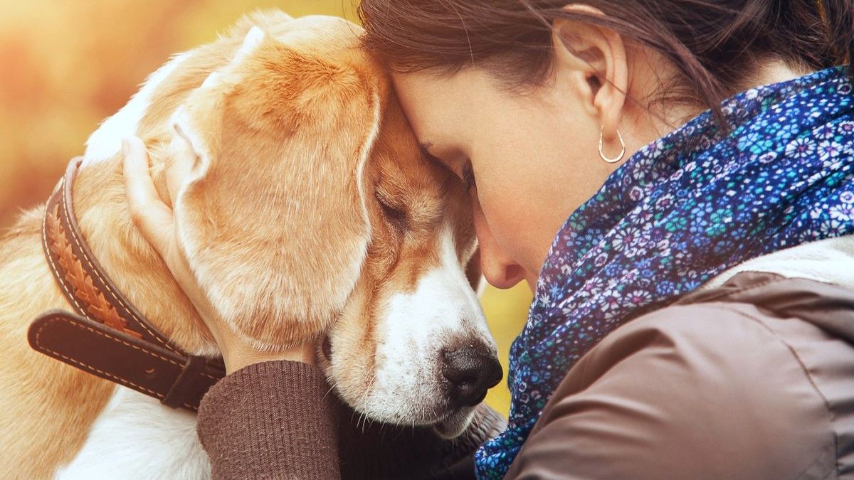 Presta atención: estas son las señales que indican que tu perro comienza a despedirse Presta atención: estas son las señales que indican que tu perro comienza a despedirse