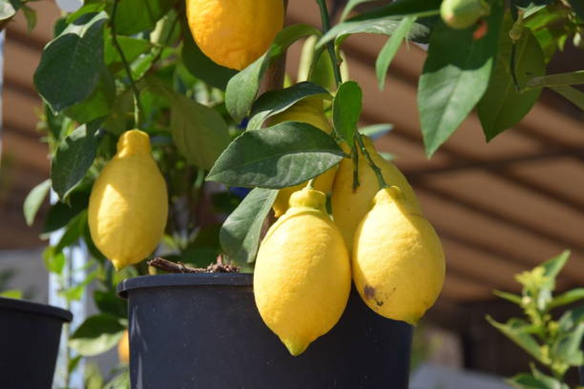 El limonero se desarrolla perfectamente en maceta. El limonero se desarrolla perfectamente en maceta.
