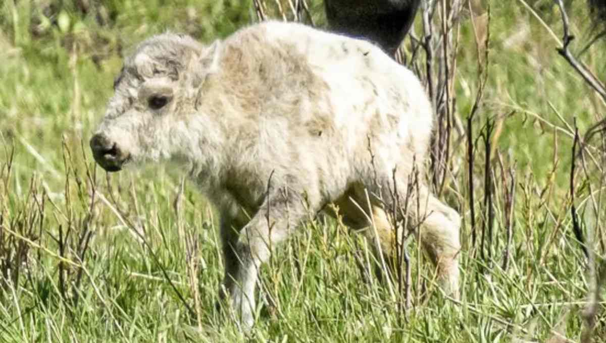 El nacimiento de un raro búfalo blanco en un parque nacional de Estados Unidos llevó a que muchos recordaran una antigua profecía