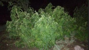 Encontraron un vivero de marihuana en San Martín