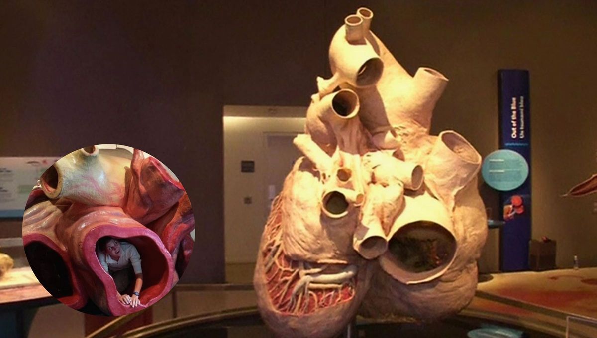 El corazón de la ballena azul puede pesar 300 kilos y bombear 80 litros de sangre por latido. El corazón de la ballena azul puede pesar 300 kilos y bombear 80 litros de sangre por latido. 