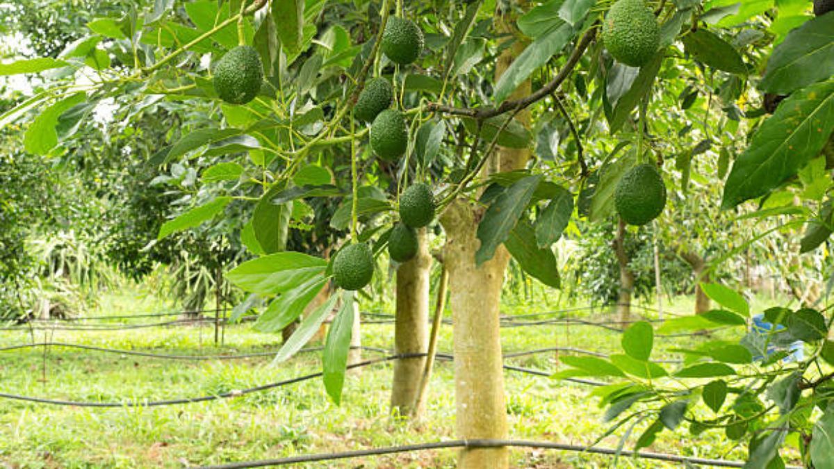 Este método impulsará el crecimiento del árbol de palta.