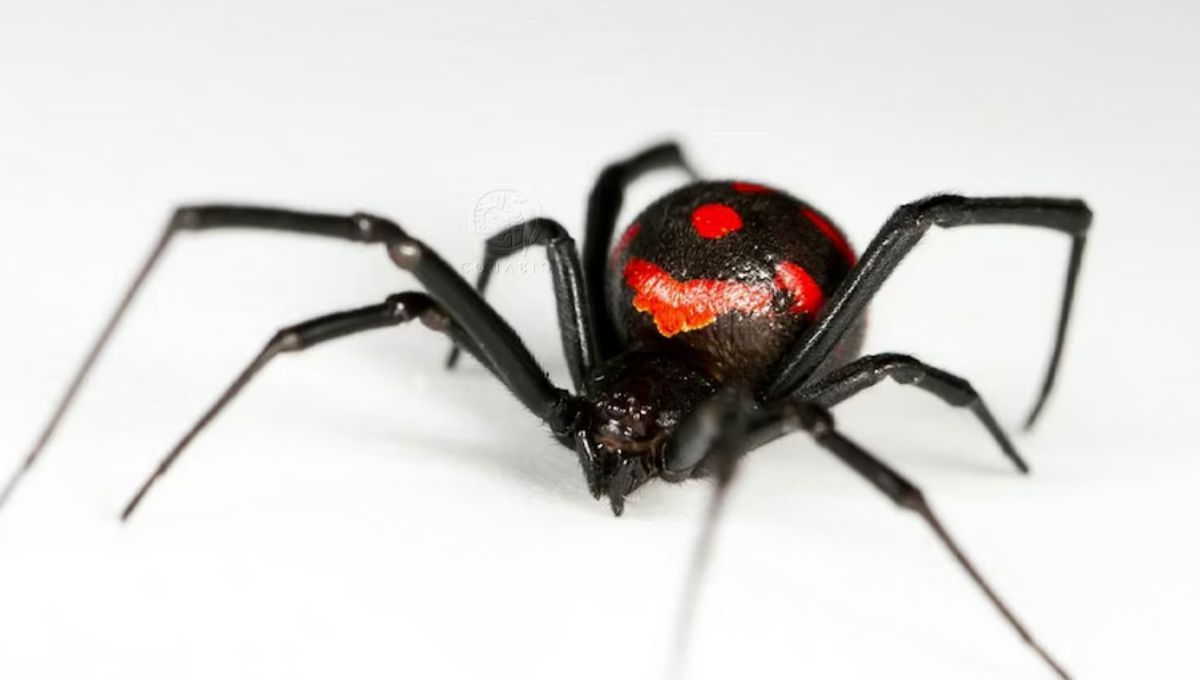 Araña viuda negra: cómo identificarla en casa y en qué lugares es probable encontrarla