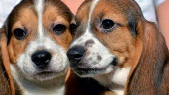 Nacieron los primeros perros por fertilización in vitro