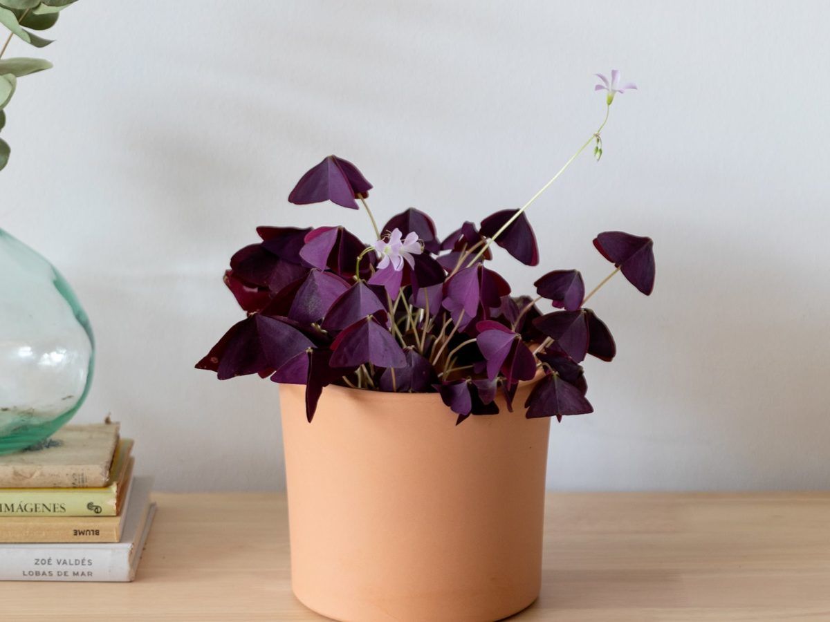 Trébol morado. Trébol morado.