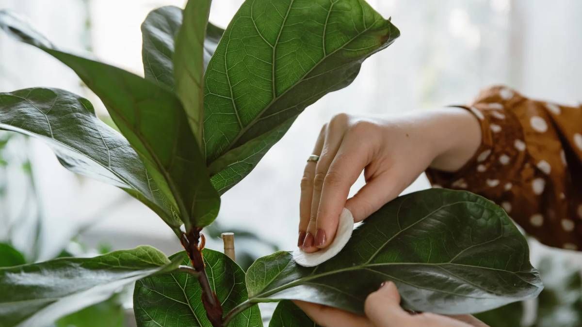 Durante los meses de frío las plantas de interior también pueden verse afectadas por las plagas. Conoce cuáles son y cómo evitarlas. Durante los meses de frío las plantas de interior también pueden verse afectadas por las plagas. Conoce cuáles son y cómo evitarlas.