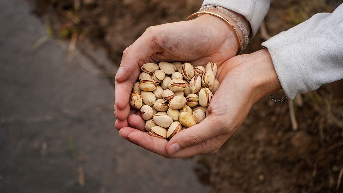 Milagros estudió e investigó hasta llegar a las plantaciones de pistacho como su objetivo a lograr. Milagros estudió e investigó hasta llegar a las plantaciones de pistacho como su objetivo a lograr.