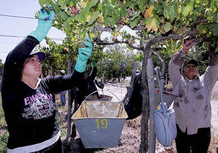 La pretensi&oacute;n inicial del sector era de $800 por tacho de uva.