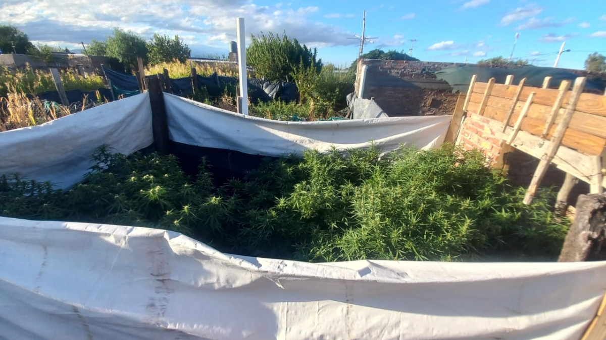 La Policía secuestró 49 plantas que sobrepasaban la medianera de un domicilio en Tupungato. La Policía secuestró 49 plantas que sobrepasaban la medianera de un domicilio en Tupungato.