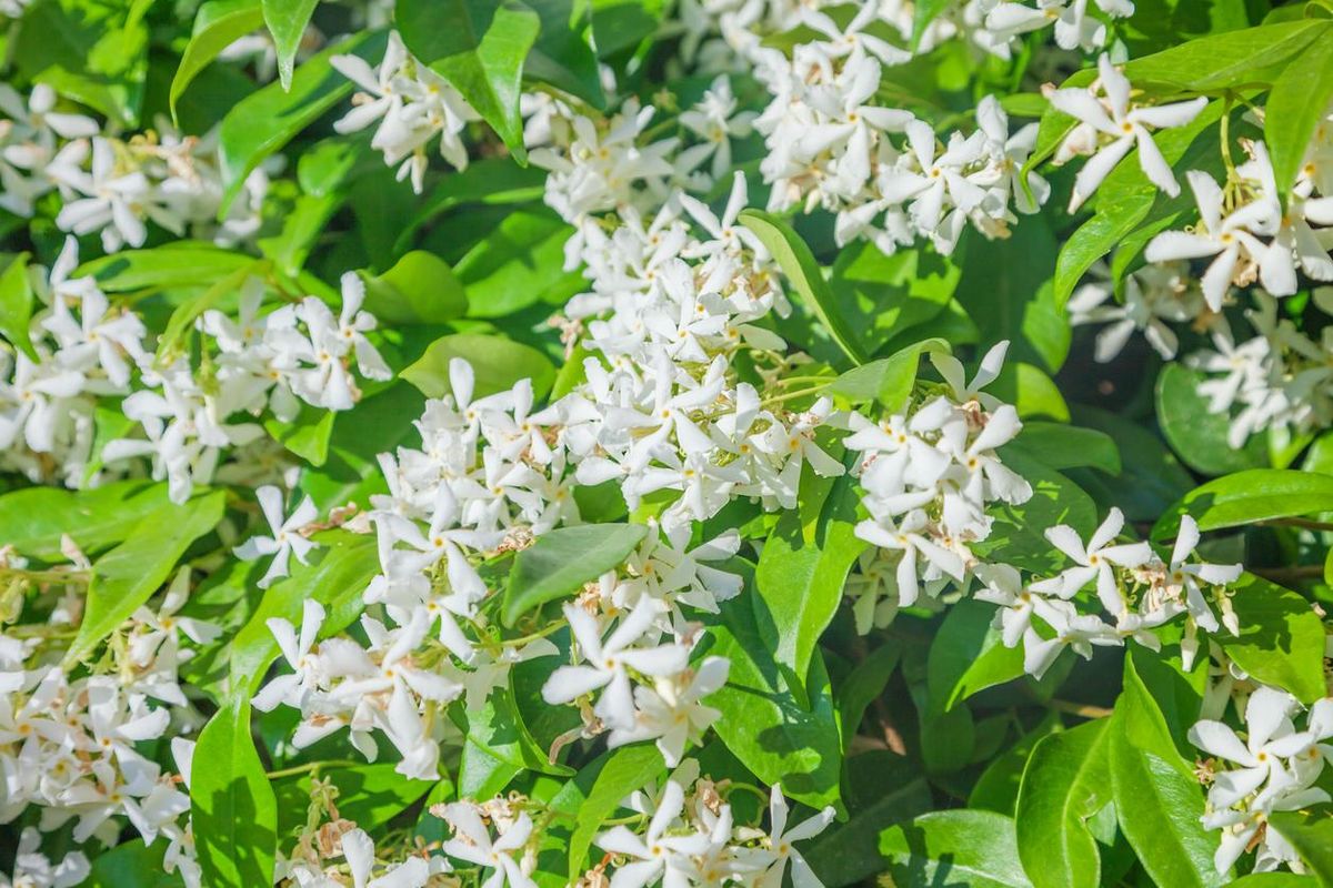 Cultiva un jazmín en el jardín de casa. Imagen: Pexels