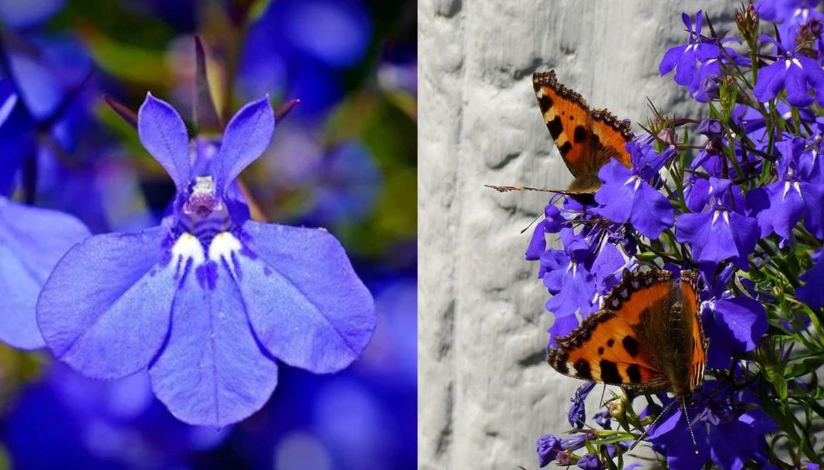 No es necesario podar la lobelia, aunque puede ser beneficiosa para mantener la planta compacta y estimular su crecimiento. No es necesario podar la lobelia, aunque puede ser beneficiosa para mantener la planta compacta y estimular su crecimiento. 