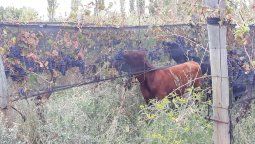 Cansado de los malos precios, metió al ganado a comer en el viñedo,