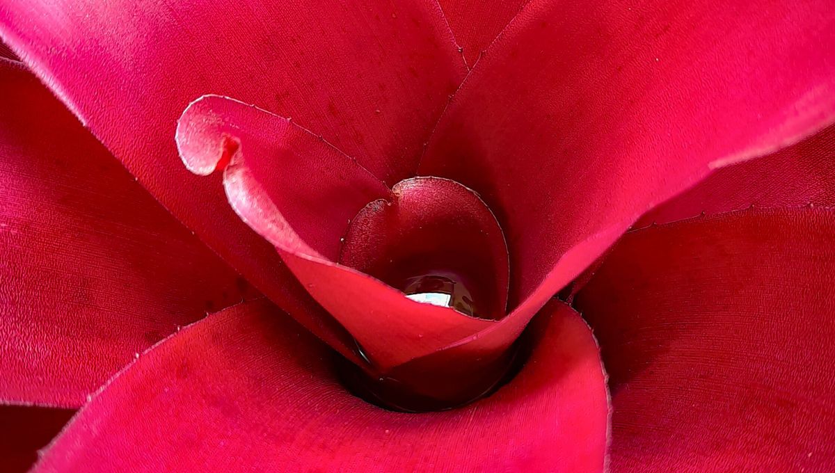 Limpia sus hojas y abona la tierra cada cierto tiempo Limpia sus hojas y abona la tierra cada cierto tiempo