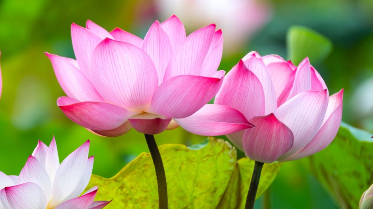 El truco para que las flores de loto crezcan.&nbsp;