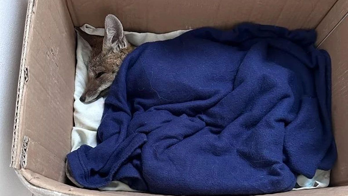 Las mujeres que encontraron al zorro gris en mal estado lo metieron en una caja y lo taparon para protegerlo mientras lo llevaban a la Fundación Cullunche.