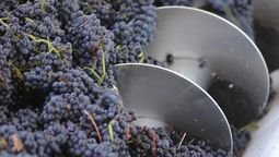 Argentina es el mayor exportador mundial de mosto.