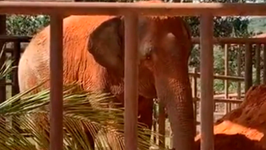La elefanta Mara llegó a Brasil y será libre tras 25 años en el ex zoo de Buenos Aires