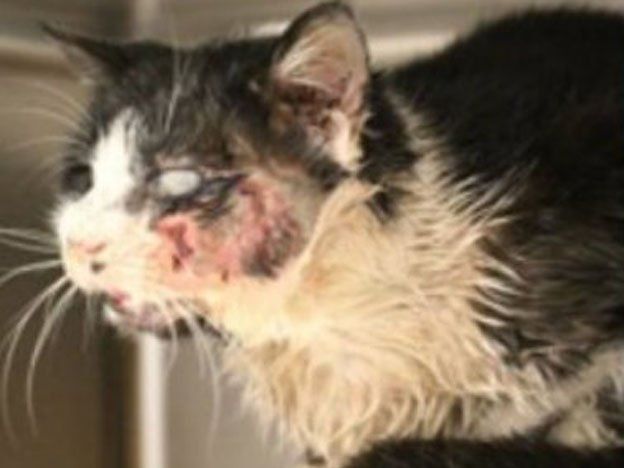 La historia del gato zombie que aterroriza Florida
