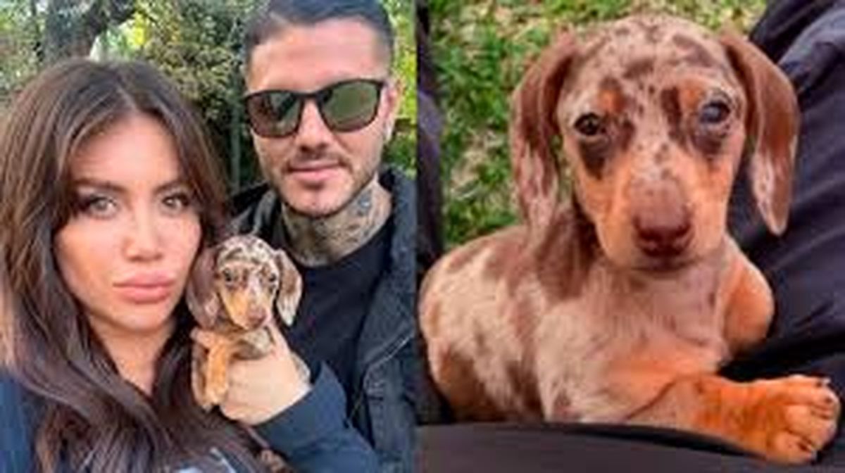 Wanda Nara acusó a Mauro Icardi de incinerar al perro de la familia en su parrilla: Mis hijas lo vieron