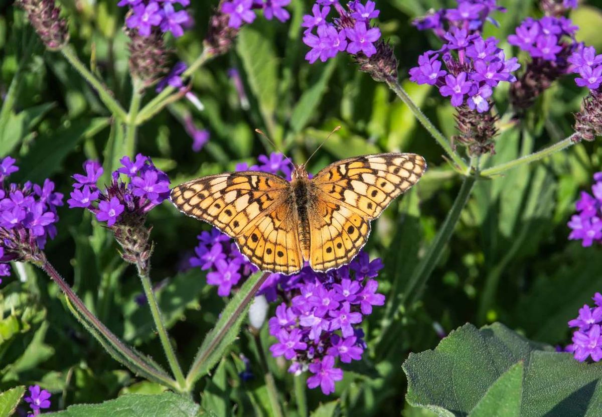 Crear un refugio par mariposas es sencillo y además, ayuda a la biodiersidad de tu jardín.