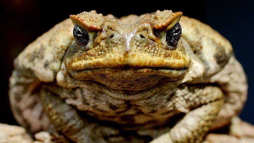 Estados Unidos: sapos gigantes y venenosos amenazan a las mascotas