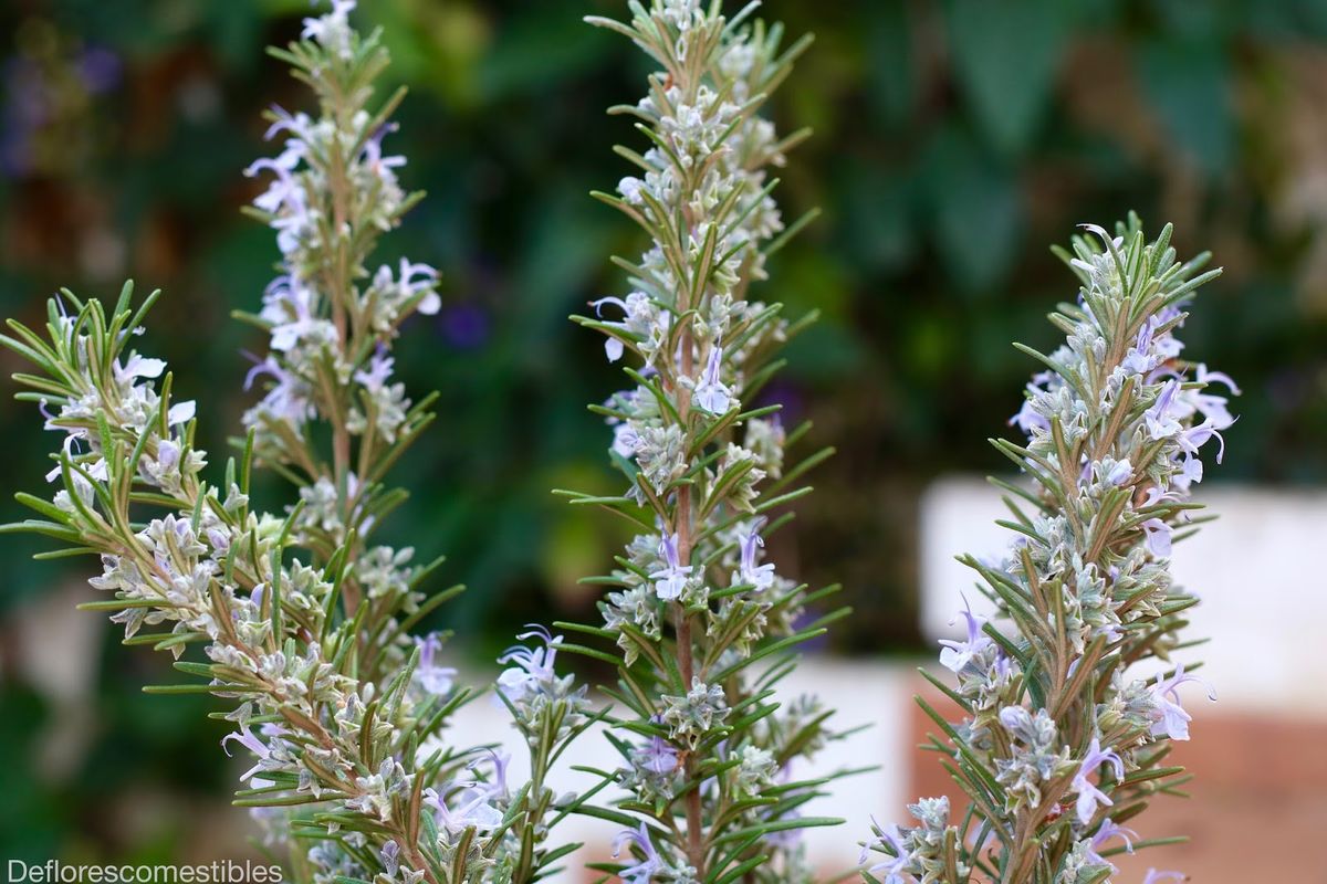 Embellece tu jardín: el truco casero que hará que tu planta de romero florezca en poco tiempo Embellece tu jardín: el truco casero que hará que tu planta de romero florezca en poco tiempo