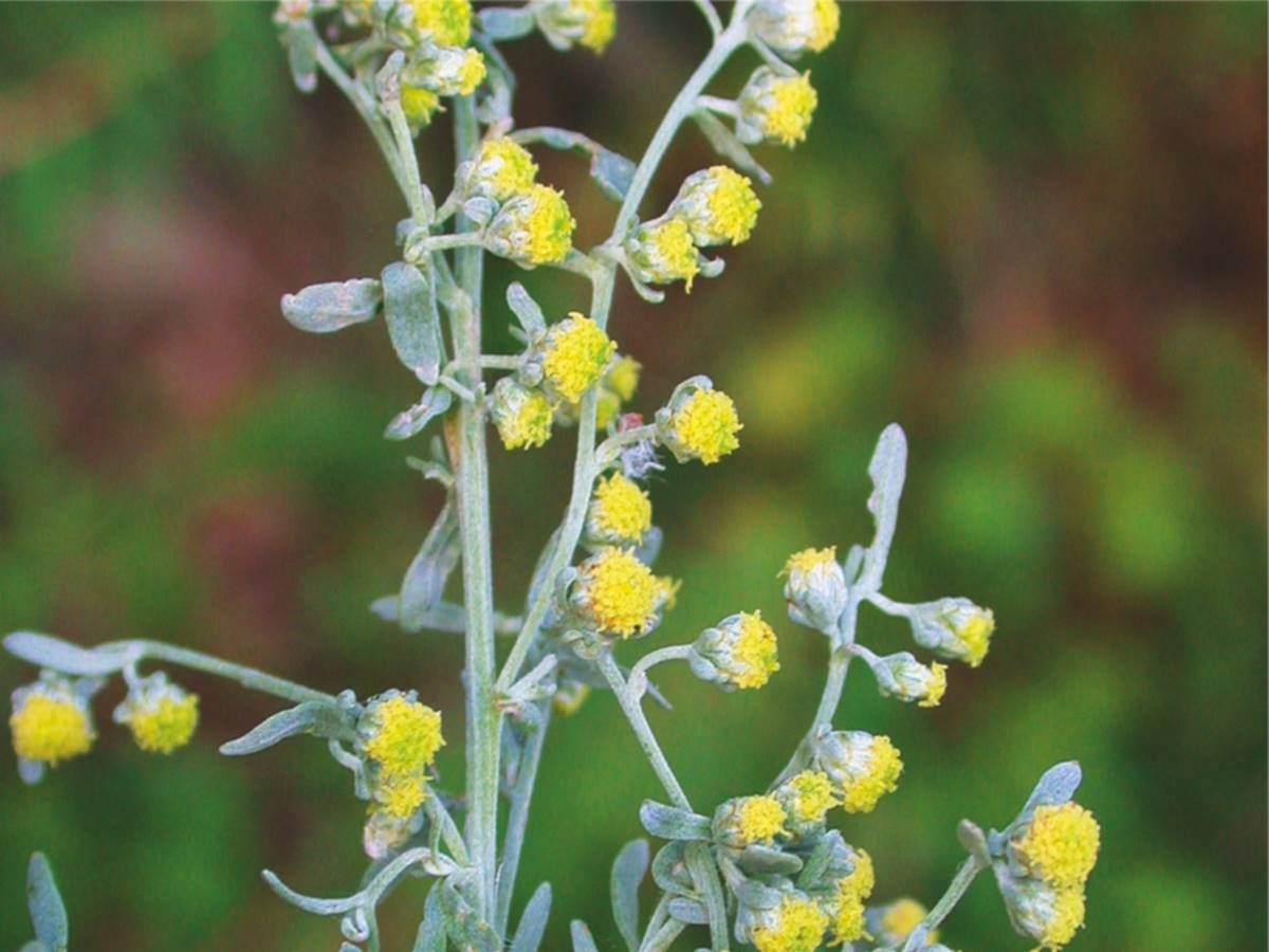 La planta aromática que perfuma tu hogar y potencia el sabor de tus comidas