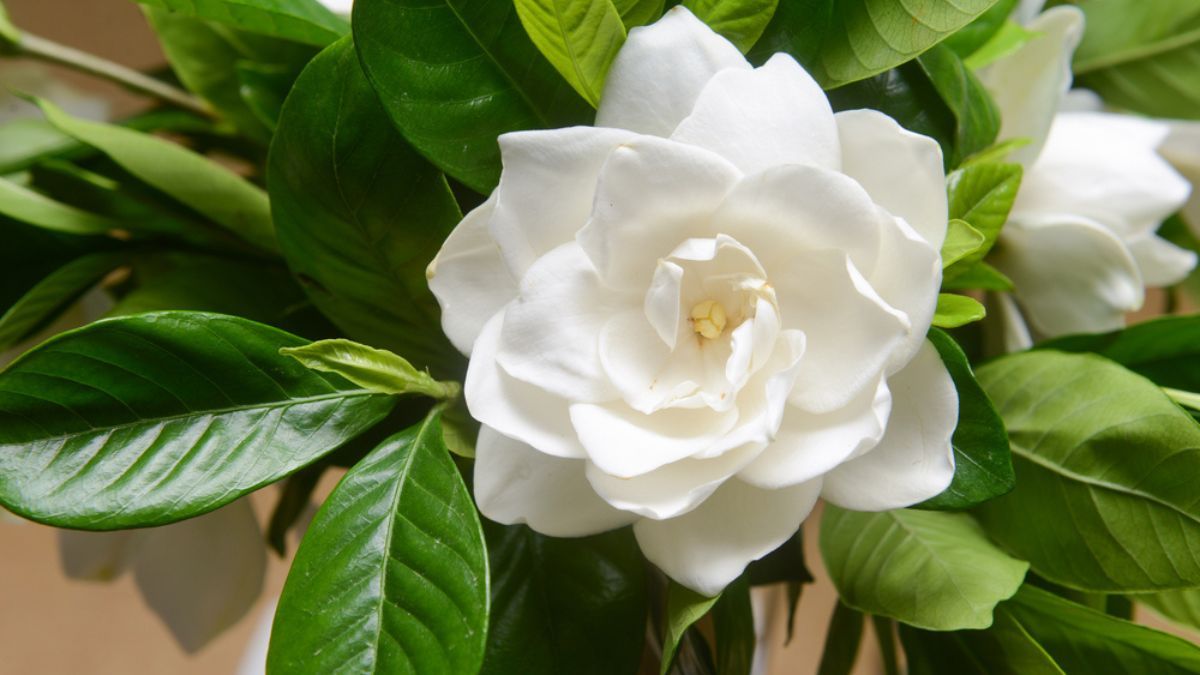 Estos son los cuidados de jardinería que necesita un jazmín a finales de agosto.