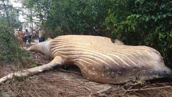 Encontraron una ballena de diez toneladas en la selva del Amazonas