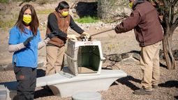 El Ecoparque abrió sus puertas. Se realizaron simulacros de rescate con animales ficticios.