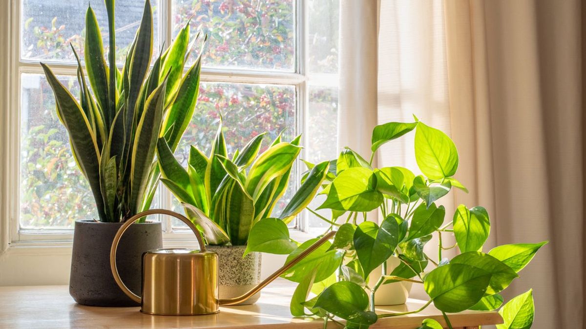 Tener plantas en el interior de casa es una de las mejores formas de mantener el hogar fresco.