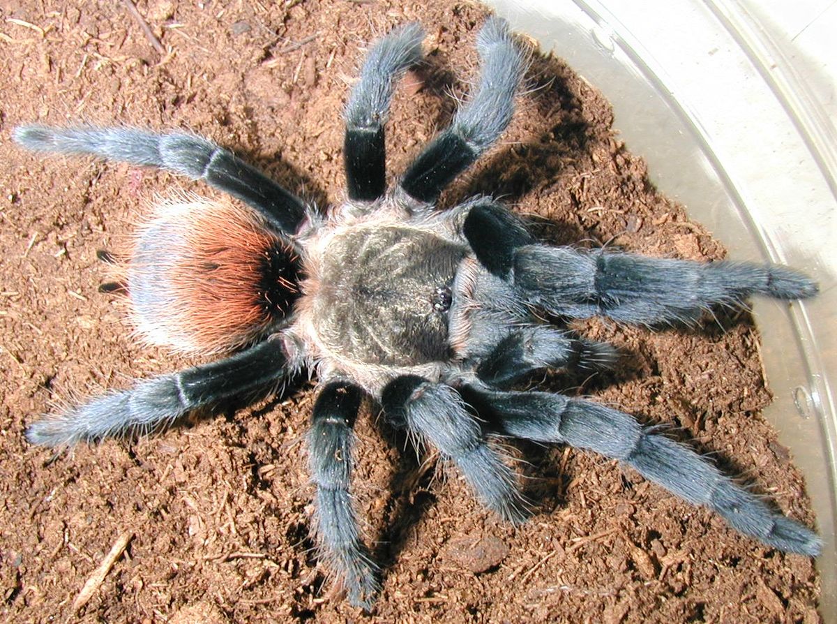 Descubrimiento de una nueva especie de tarántula gigante deja sin habla a los expertos Descubrimiento de una nueva especie de tarántula gigante deja sin habla a los expertos