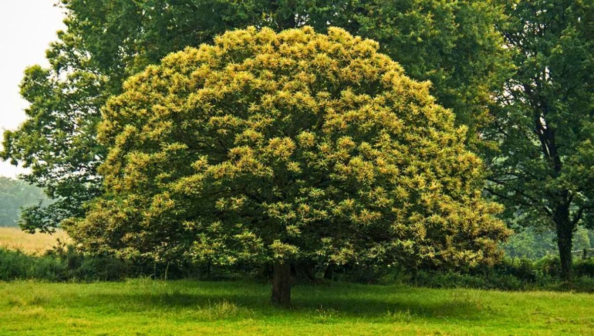 Cosechas que cuentan historias Cosechas que cuentan historias