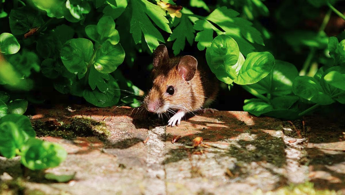 La primavera es una de las &eacute;pocas preferidas de las ratas.