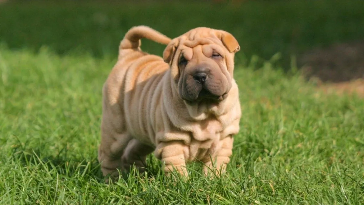 Shar pei, de los perros más tranquilos de todos. Shar pei, de los perros más tranquilos de todos. 