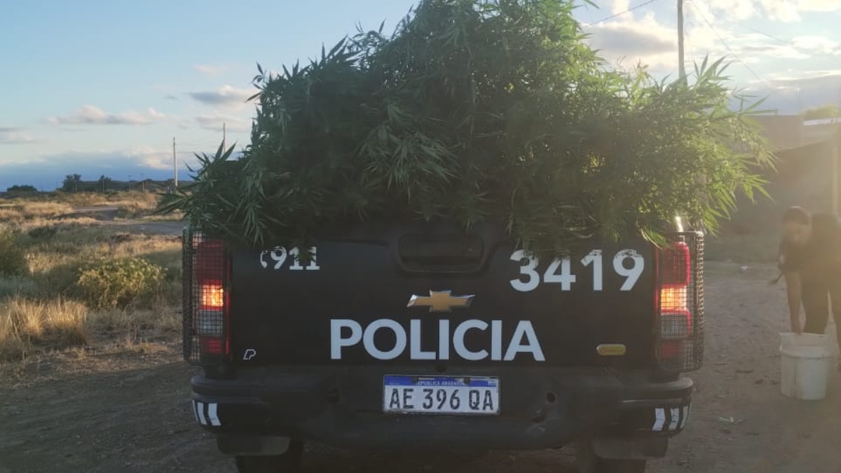 Efectivos de Unidad Especial de Patrullaje observaron&nbsp; las plantas que sobrepasaban la medianera.