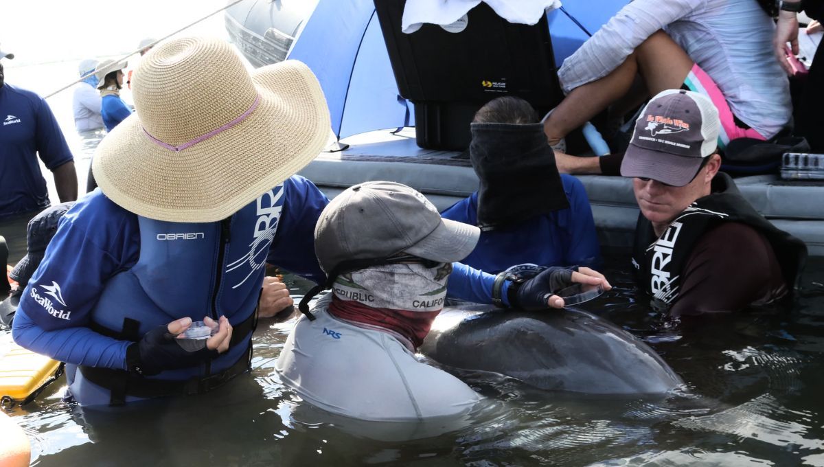 Un descubrimiento en los delfines alerta al mundo sobre la contaminación ambiental