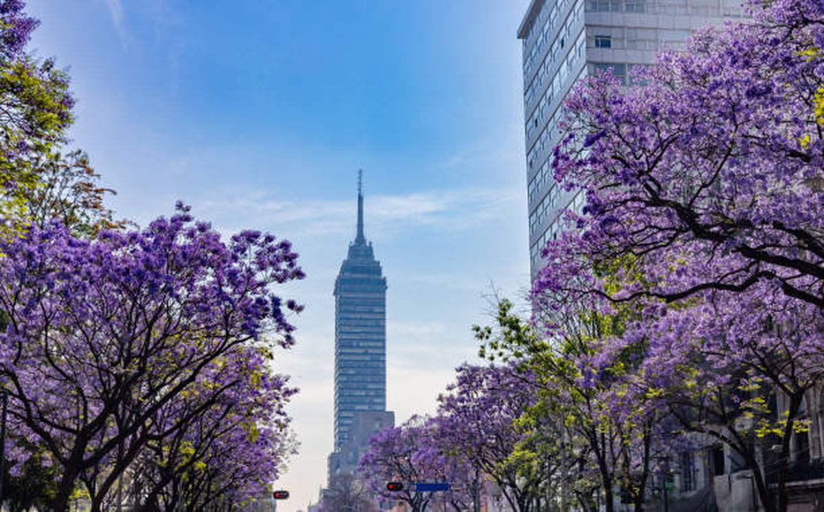 Jacarandá. Jacarandá.